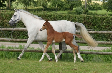 Clayton de Pl&eacute;ville par Hicstead