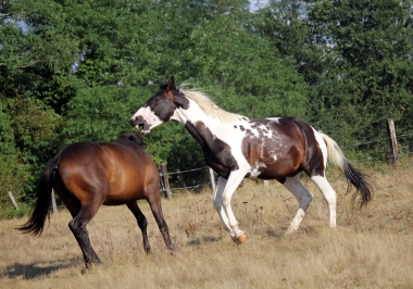 <b>H&eacute;lios, 2 ans, ao&ucirc;t 2019</b>                                                               