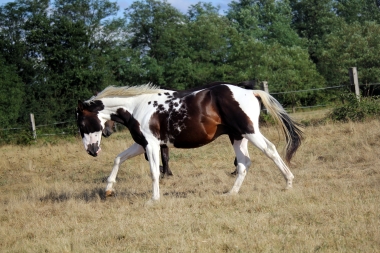 <b>H&eacute;lios, 2 ans, ao&ucirc;t 2019</b>                                                               
